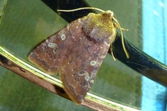 Cerastis leucographa