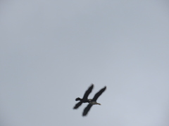 Microcarbo melanoleucos brevirostris