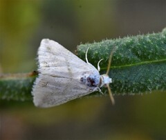 Eublemma cochylioides