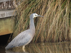 Egretta novaehollandiae novaehollandiae