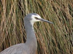 Egretta novaehollandiae novaehollandiae