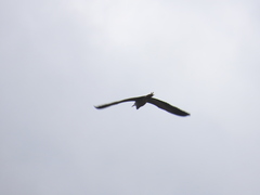 Egretta novaehollandiae novaehollandiae