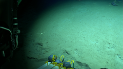 Ophiomusa lymani