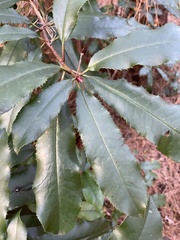Photinia serratifolia
