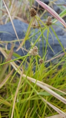 Cyperus richardii