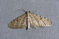 Eupithecia indigata