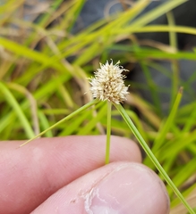 Cyperus richardii