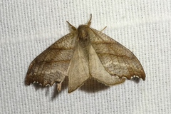 Falcaria lacertinaria