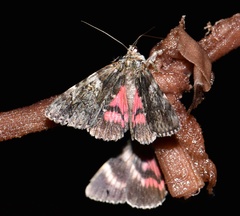 Catocala promissa