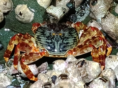 Grapsus albolineatus