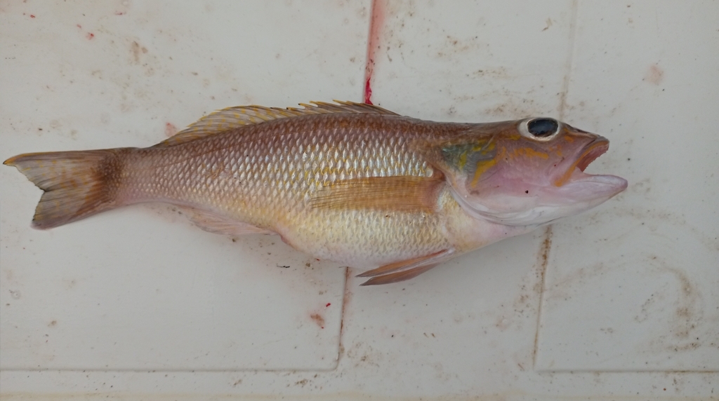 Orangespotted sand perch (Diplectrum eumelum) — Serranidae
