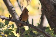 Mitrephanes phaeocercus