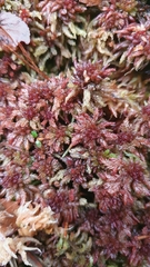 Sphagnum medium