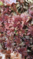 Sphagnum medium