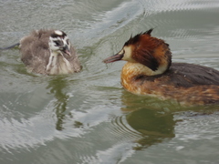 Podiceps cristatus australis
