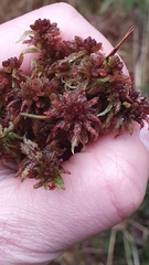 Sphagnum medium