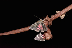 Catocala promissa