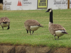 Branta canadensis maxima