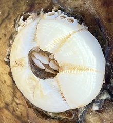 Chelonibia testudinaria