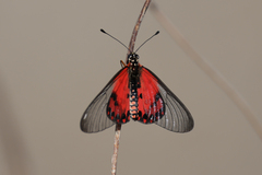 Acraea ranavalona
