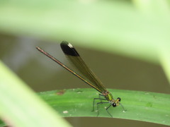 Calopteryx