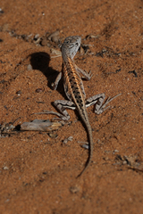 Chalarodon madagascariensis