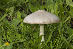 Volvopluteus gloiocephalus