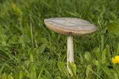 Volvopluteus gloiocephalus