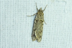 Diurnea fagella