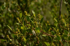 Sebastiania commersoniana