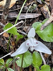 Codonorchis lessonii