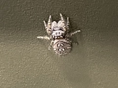 Phidippus mystaceus