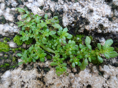 Pilea microphylla