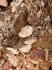 Trametes hirsuta