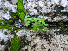 Pilea microphylla