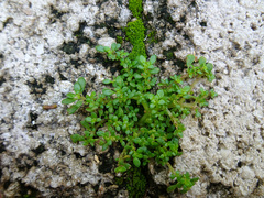 Pilea microphylla