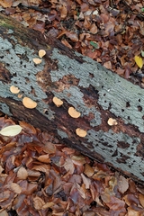 Phyllotopsis nidulans