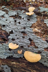 Phyllotopsis nidulans