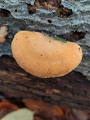 Phyllotopsis nidulans