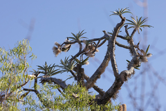Pachypodium