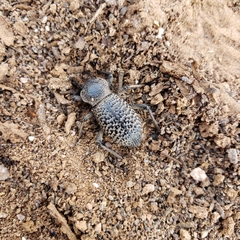 Cryptoglossa variolosa