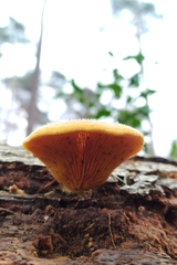 Phyllotopsis nidulans