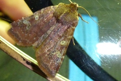 Cerastis leucographa