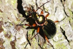 Carabus auronitens