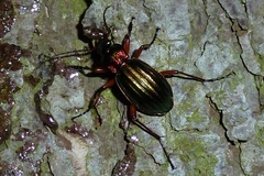 Carabus auronitens