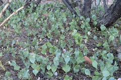 Acourtia nana