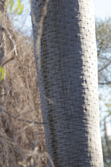 Pachypodium
