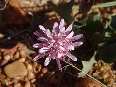 Acourtia nana