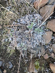 Phacelia