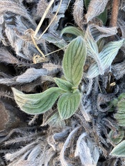 Phacelia